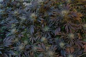 Cannabidiol Cbd Bei Neuropathie Nach Chemo Naturheilkunde Bei Krebs