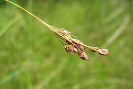 Image result for Rhynchosia goetzei