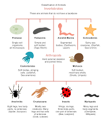 Since invertebrates are small, there are two different body plans. Classification Worksheet Edplace