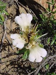 Image result for Craterocapsa