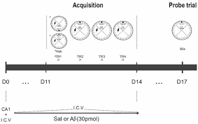 Protocol variations have also been made to increase task difficulty (attar et al., 2013). Frontiers Subtle Alterations In Spatial Memory Induced By Amyloid Peptides Infusion In Rats Frontiers In Aging Neuroscience