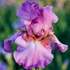 Breck S Jennifer Rebecca Reblooming Iris Rose Pink Colored Flowers Live Bareroot Plant 74861 The Home Depot Spring Hill Nursery Pink Roses Iris Flowers