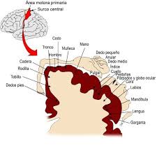 Resultado de imagen para corteza motora primaria