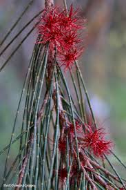 Image result for Casuarina littoralis