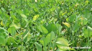 Image result for Limnocharitaceae