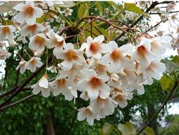 Image result for Vernicia fordii