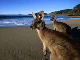 Eastern Grey Kangaroos On The Beach Pixdaus