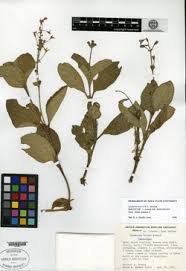 Image result for Crepidorhopalon parviflorus