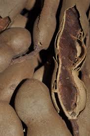 Image result for Tamarindus