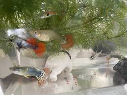 I Was Unaware That My Fish Was Pregnant And It Has Given Birth A Day Ago,  But I Don'T Know Which Fish It Was That Gave Birth. Does Anyone Know How I