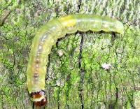 Image result for Archips podanus