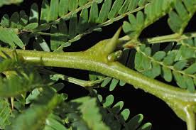 Image result for Acacia robusta