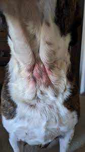 How to euthanize a dog with sleeping pills. What Is This Rash On My Dog S Neck Dogcare