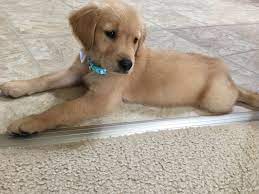 Golden Retriever Puppies For Sale Delafield Wi 332796