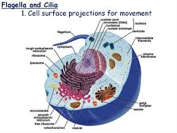 It also carries the genes that have hereditary information of the cell. Cells Online Presentation