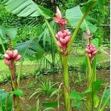 Pin By Iggy Bulux On Buah Langka Plants Kami