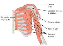 Cal, cp and the conjoint tendon should be evaluated as an important osteotendinoligamentous arch supporting the shoulder joint. Coracoid Process Wikipedia