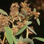 Image result for Grona barbata