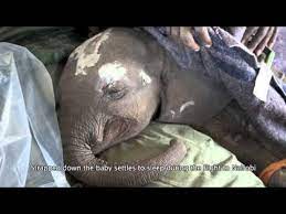 The rescue of Kinango | Sheldrick Trust - YouTube
