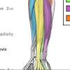 The muscles that extend the hand at the wrist are located on the posterior portion of the forearm. 1