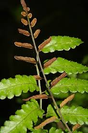 Image result for Lomariopsidaceae