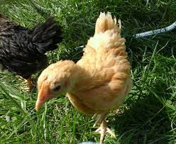 They are all pretty friendly. Buff Orpington Pullet Almost 6 Weeks Old Buff Orpington Pullet Buff