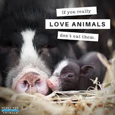 I Love All Animals With All Of My Heart Mind Soul Look At Those Sweet Precious Faces So Cute This Is Such A Sweet Mercy For Animals Animals Animal Rights