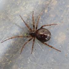 They are often cited as the most venomous spider in england in fact, of the ones above, the only ones that are even reliably deadly are the first two. The Peculiar Places The Noble False Widow Is Hiding As It Invades The Country Kent Live