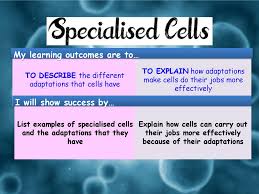 Check spelling or type a new query. Draw An Animal Cell And Label It Draw A Plant Cell And Label It Ppt Download