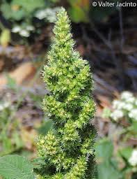 Image result for Amaranthus deflexus