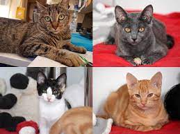 Diese katzen suchen ein zuhause: Katzen In Bensheim Suchen Ein Zuhause Arche Noah Teneriffa E V