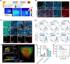 A Self-Cascade Penetrating Brain Tumor Immunotherapy Mediated by  Near-Infrared II Cell Membrane-Disrupting Nanoflakes via Detained Dendritic  Cells