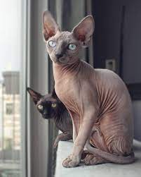 1 273 Vind Ik Leuks 57 Reacties Odessa Azizi Odessaandazizi Op Instagram A Year Ago Today We Started Cute Hairless Cat Sphynx Cat Hairless Cat Sphynx