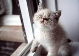 Exotic Shorthair Cat Breed Information And Personality Pawesome Cats