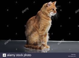 Black And Red Cat Download This Stock Image Side View Of Cute Domestic Red Cat Sitting On Reflecting Surface On Black Pmyckc From Alamy S Library Cat Sitting Red Cat Cat Care