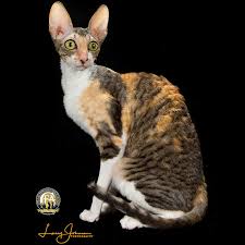 Non shedding cat breeds don't exist full stop, period. 10 Cats That Don T Shed To Save Your Couch And Possibly Your Sinuses