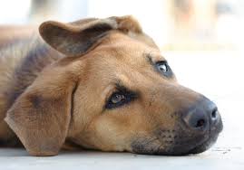 The best solution is to take the temptation away and put your cat's litter tray somewhere your dog can't get to. How To Treat Toxoplasmosis In Dogs