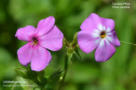 Image result for Polemoniaceae