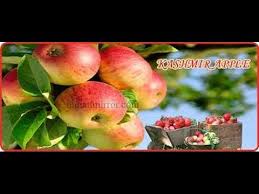 Kashmir Apple Garden Video 2016 Youtube