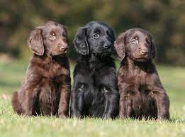 Pin On Animal Lover Tips Advice