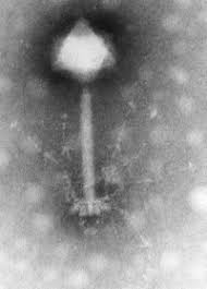 It was discovered by esther lederberg in 1950. Bacteriophage Encyclopedia Article Citizendium
