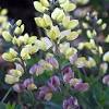 Carolina moonlight baptisia purple smoke. 1