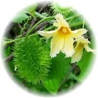 Image result for Momordica foetida