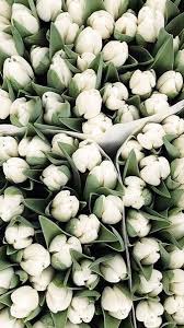 Maybe you would like to learn more about one of these? Tulips Near Me