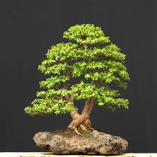 Japanese maple, acer palmatum, 90 cm high, about 100 years old, from imported raw material, styled by walter pall, informal broom form. 73 Best Multi Trunk Bonsai Ideas In 2021 Bonsai Bonsai Tree Bonsai Art