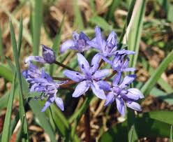 Sometimes called the squills in english, they are native to woodlands, subalpine meadows, and seashores throughout europe, africa and the middle east.a few species are also naturalized in australia, new zealand and north america. Scilla Wikispecies