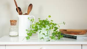 Cilantro Coriander Indoor Care Growing Guide