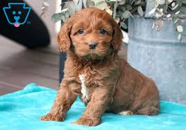 What makes cockapoo puppies such a great pet? Paris Cockapoo Puppy For Sale Keystone Puppies Cockapoo Puppies For Sale Cockapoo Puppies Puppies