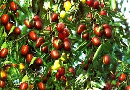 The jujube fruit trees are 20 to 40 feet tall, with branches that naturally droop to give it a graceful appearance. Jujube Welcome To Iran