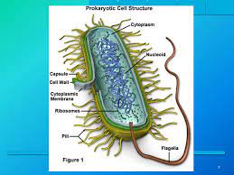 Plant cell the cell wall in relation to to an amusement park, can be compared to the wall that separates the fun and fantasy of the park from to real world. Exploration Of Prokaryotic Eukaryotic Cell Structure Ppt Download